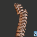 spine-transsmall
