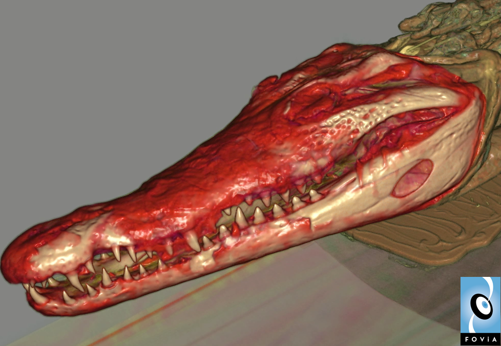 Crocodile Mummy